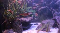 Aquarium Pseudancistrus Heaven