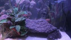 Aquarium Pseudancistrus Heaven