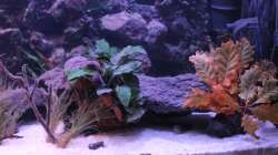 Aquarium Pseudancistrus Heaven