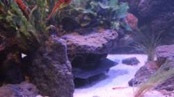 Aquarium Pseudancistrus Heaven