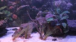 Aquarium Pseudancistrus Heaven