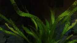 Pflanzen im Aquarium Becken 32694
