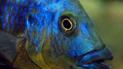Porträt Eclectochromis mbenji thick lip