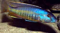 Taeniochromis holotaenia, WF