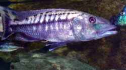 Tyrannochromis maculiceps, WF