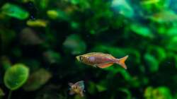 Aquarium Am Ufer