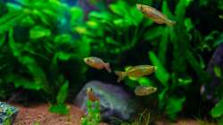 Aquarium Am Ufer