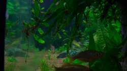 Aquarium Am Ufer