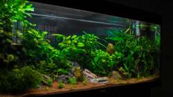 Aquarium Am Ufer