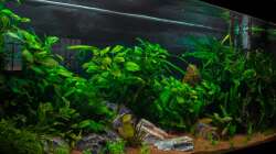 Aquarium Am Ufer