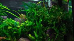 Aquarium Am Ufer