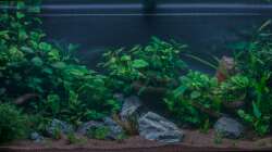 Aquarium Am Ufer