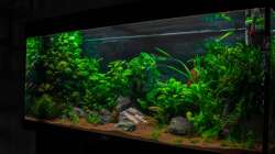 Aquarium Am Ufer