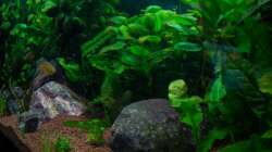 Aquarium Am Ufer