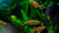 Aquarium Am Ufer