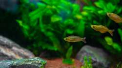 Aquarium Am Ufer