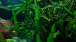 Aquarium Am Ufer