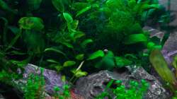 Aquarium Am Ufer