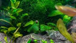 Aquarium Am Ufer