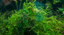Aquarium Am Ufer