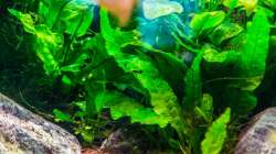 Aquarium Am Ufer