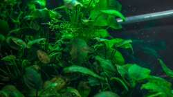 Aquarium Am Ufer
