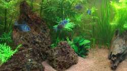 Aquarium Unterwasserwelt