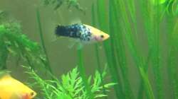 Besatz im Aquarium Unterwasserwelt