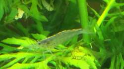 Besatz im Aquarium Unterwasserwelt