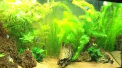 Aquarium Unterwasserwelt