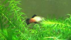 Besatz im Aquarium Unterwasserwelt