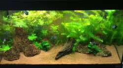 Aquarium Unterwasserwelt