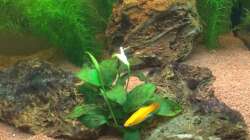 Dekoration im Aquarium Unterwasserwelt