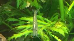 Besatz im Aquarium Unterwasserwelt