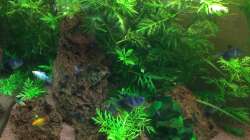 Pflanzen im Aquarium Unterwasserwelt