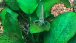 Besatz im Aquarium Unterwasserwelt