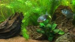 Aquarium Unterwasserwelt