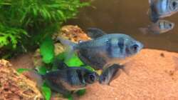 Besatz im Aquarium Unterwasserwelt