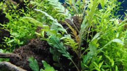 Aquarium Gesellschaftsbecken