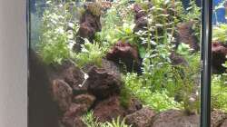 Aquarium Gesellschaftsbecken