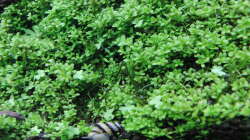 Besatz im Aquarium Gesellschaftsbecken