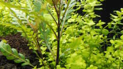 Aquarium Gesellschaftsbecken