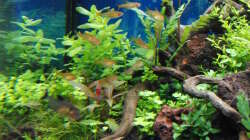 Besatz im Aquarium Gesellschaftsbecken