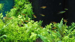 Aquarium Gesellschaftsbecken