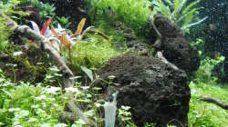 Aquarium Gesellschaftsbecken