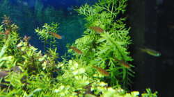 Besatz im Aquarium Gesellschaftsbecken