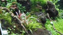 Aquarium Gesellschaftsbecken