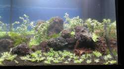 Aquarium Gesellschaftsbecken