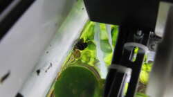 Aquarium Gesellschaftsbecken