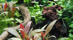 Pflanzen im Aquarium Gesellschaftsbecken